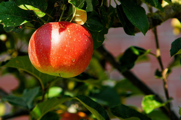 A red apple in a tree