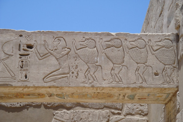 Baboon hieroglyphs 
