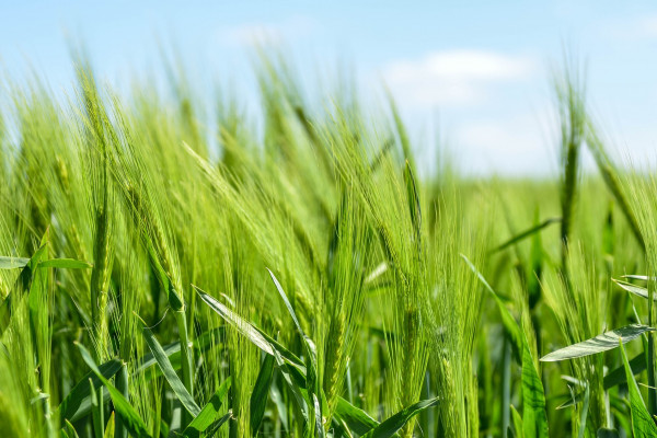The image shows a field of grass.