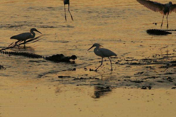 Wading birds and a crocodile