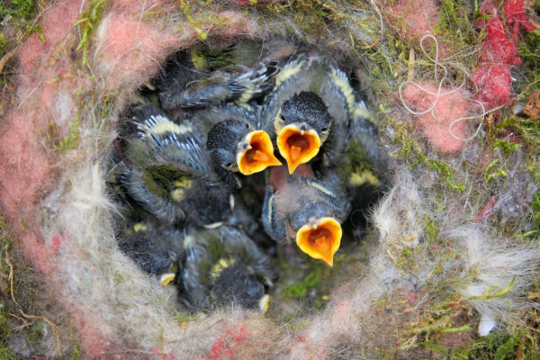 Hungry chicks waiting to be fed in a bird's nest