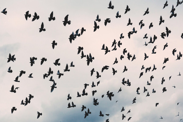 A flock of birds