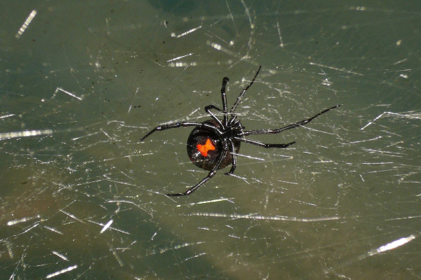 Black widow spider