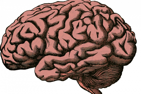 Brain Drawing