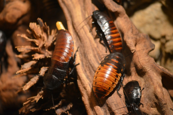 cockroaches