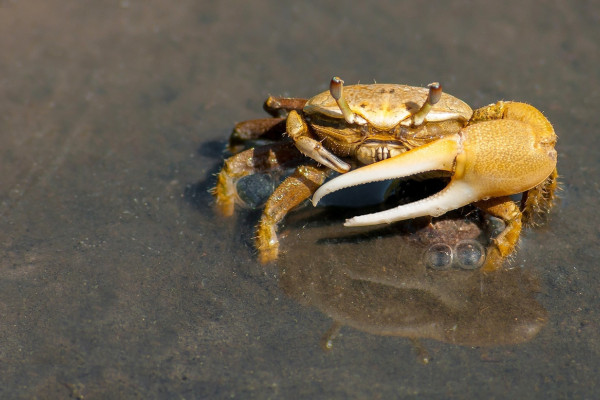 Fiddler crab