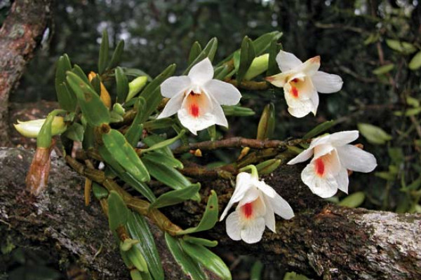 Dendrobium sinense