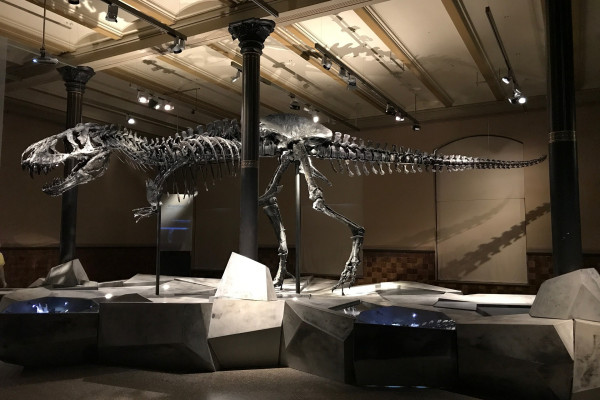 Dinosaur Skeleton