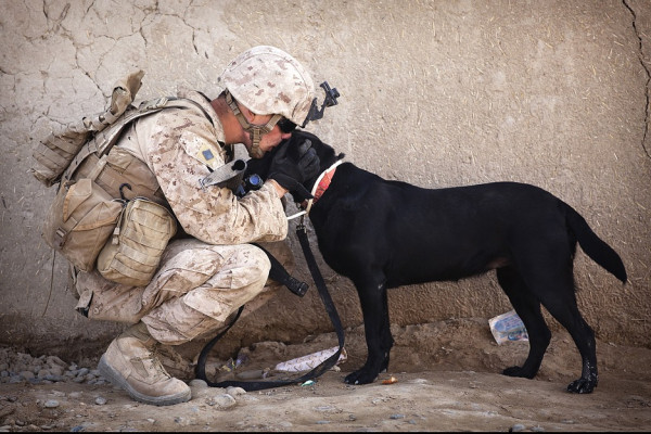 A soldier kissing a black dog on the head