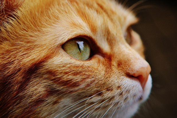 Ginger cat face