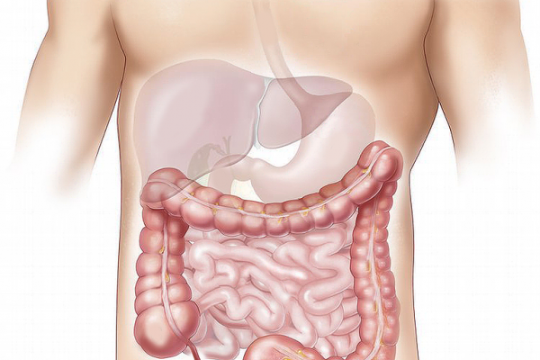 Human abdomen cartoon, showing liver, stomach and intestines