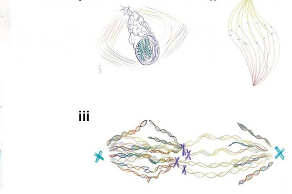 Drawings to illustrate cell division