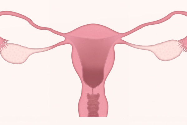 this is a diagram of the female reproductive system