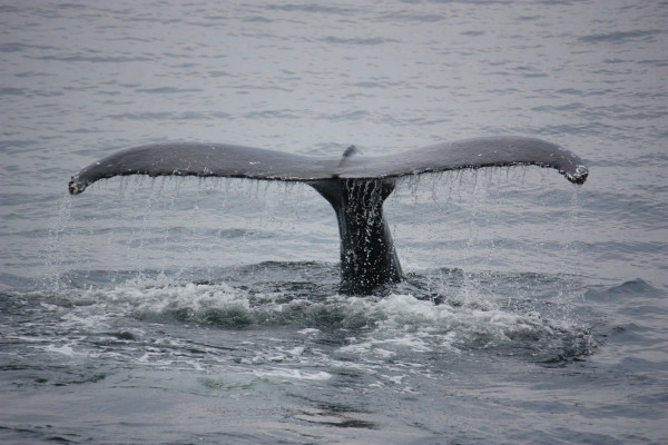 this is a picture of a whale with its tail out of the water