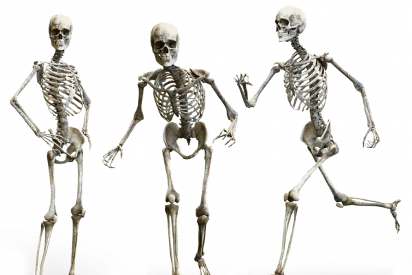 Human skeletons