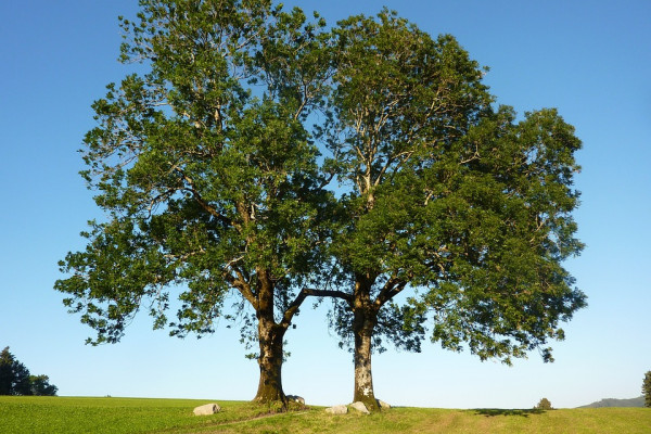 Two ash trees in a park