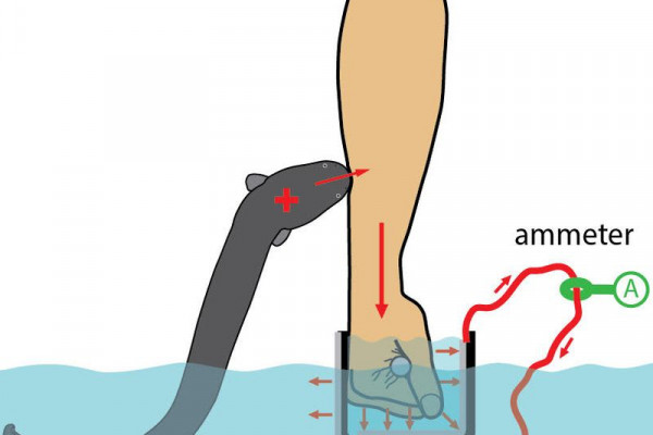 Electric eel shocking an arm