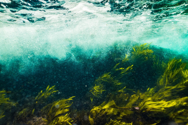 Kelp underwater