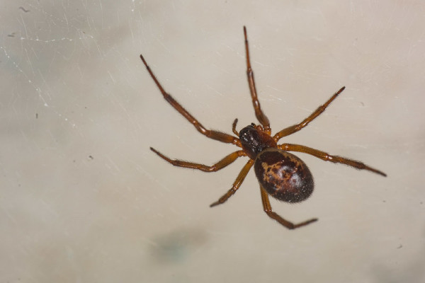 false widow