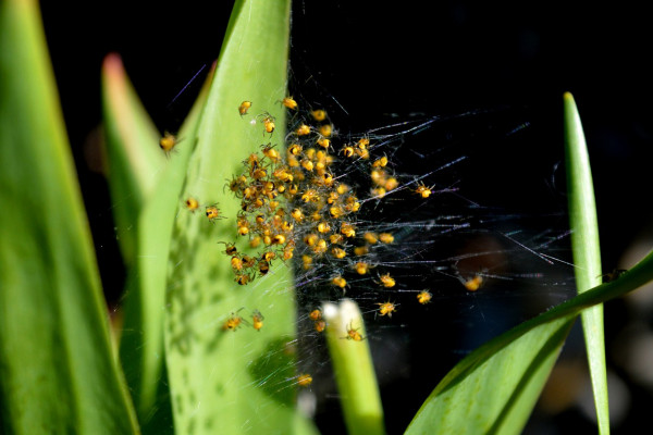 A cluster of small spiders on a web between two leaves