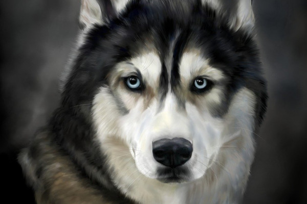 A husky.