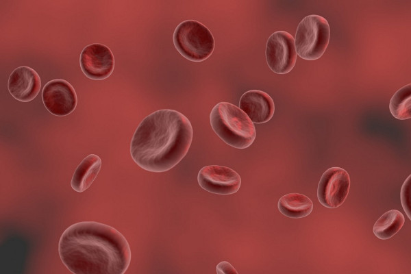 Red blood cells (erythrocytes) that contain the oxygen-carrying chemical haemoglobin