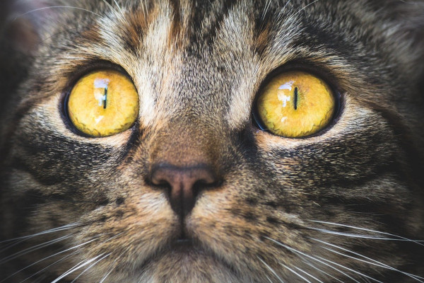 Cat with yellow eyes looking at the camera