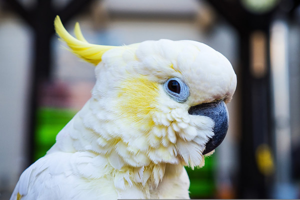 Cockatoo