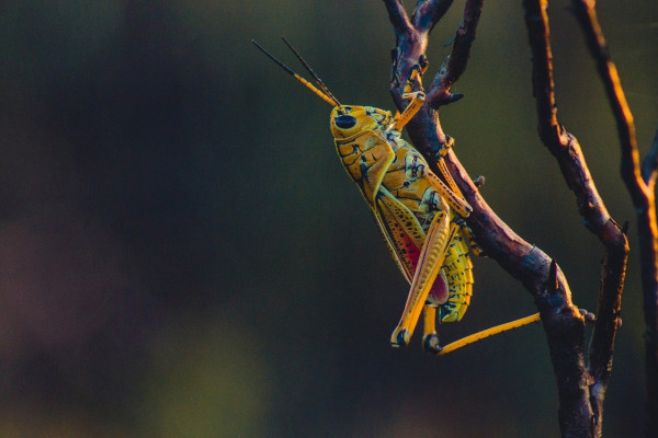 A cricket.