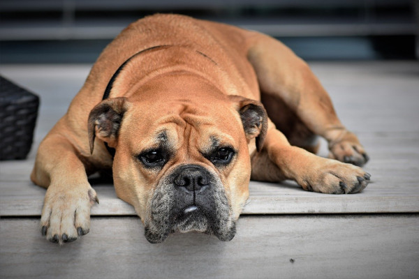 photo of a dog that looks bored