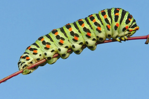 A caterpillar