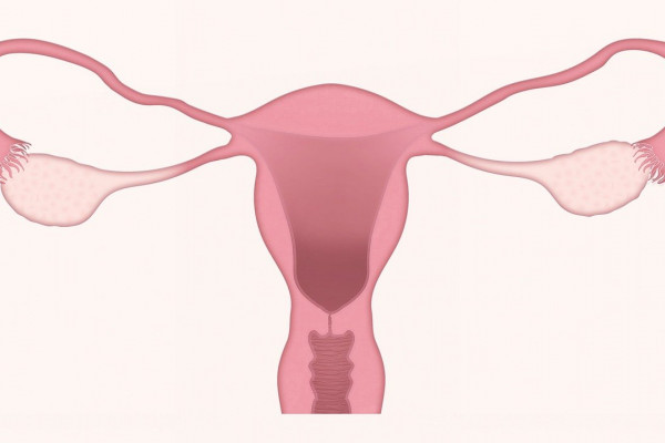 A cartoon representation of a uterus and ovaries