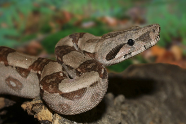 boa constrictor snake 