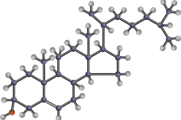 Chemical model of a cholesterol molecule