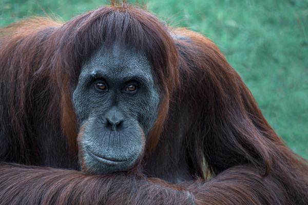 orangutan ape