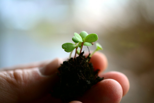 someone holding a seedling