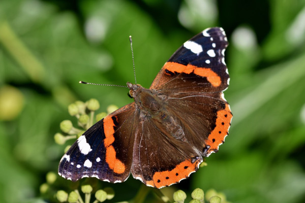 Red admiral butterfly