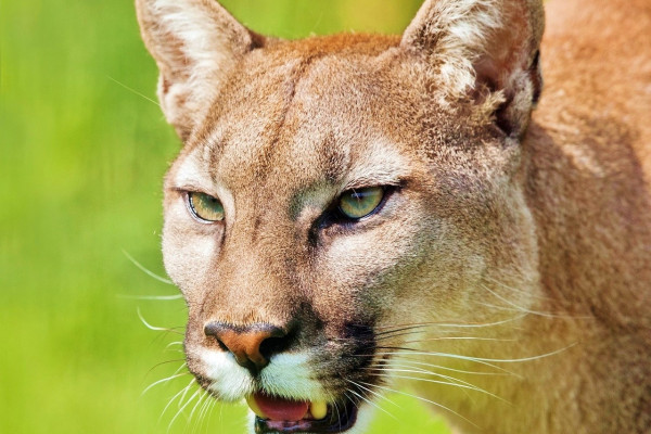 A puma (mountain lion)