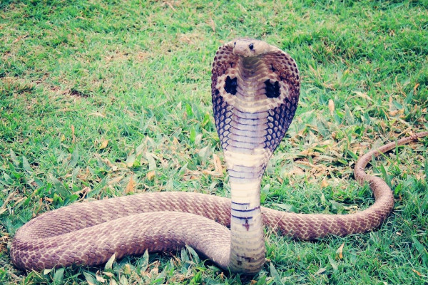 A king cobra snake