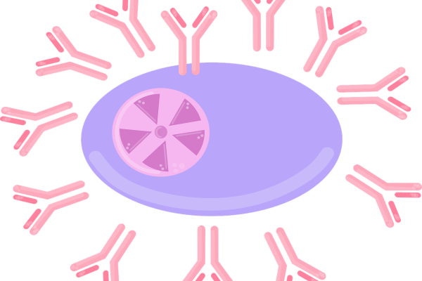 An antibody-producing plasma B cell 