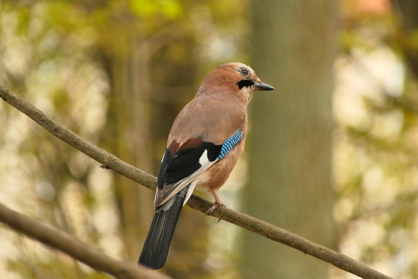 Eurasian Jay
