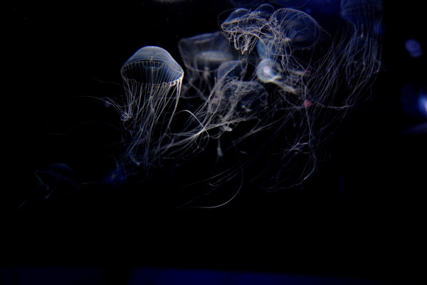 The deep sea