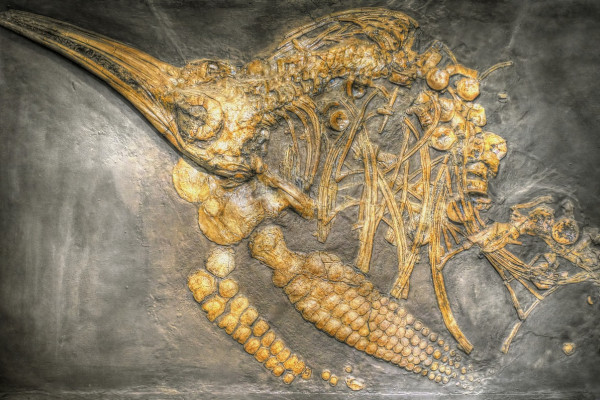 Fossil ichthyosaur