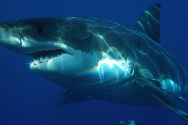 Great White Shark