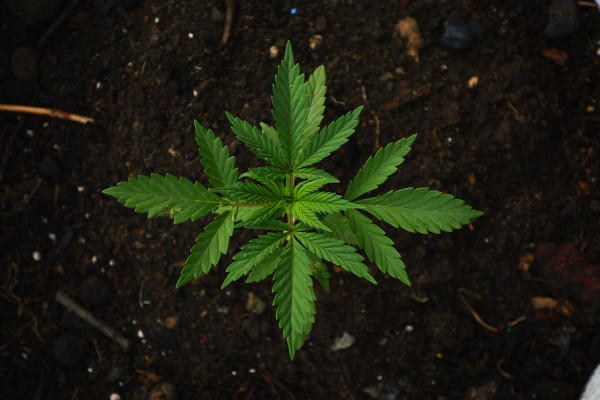 Cannabis plant