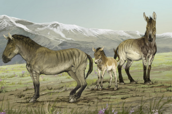 A family of stilt-legged equids (Haringtonhippus francisci) in Yukon, Canada during the last ice age.