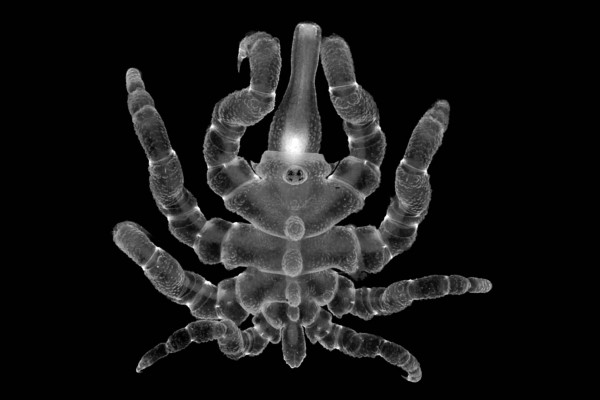 A sea spider