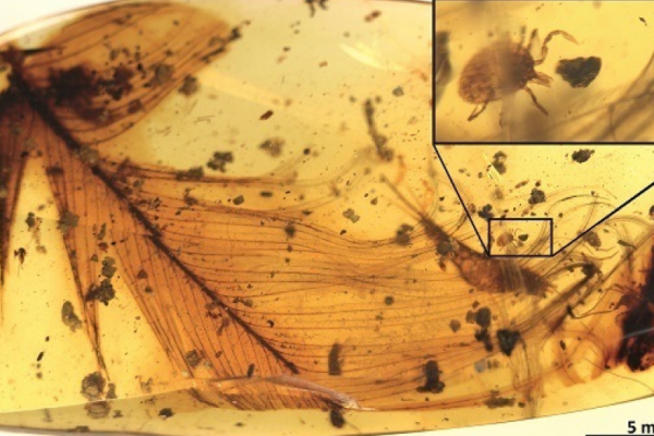 Tick found inside ancient amber with dinosaur feather. 