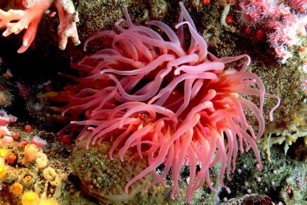 A group of creatures known as cnidarians, which includes sea anemones, are the only animals that inject venom via sting cells.