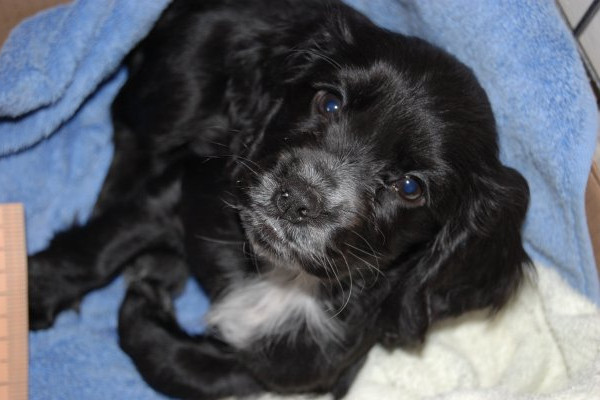Puppy cocker spaniel